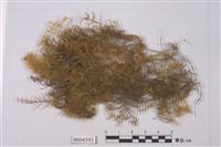 藏品(皺萼蘚)的圖片